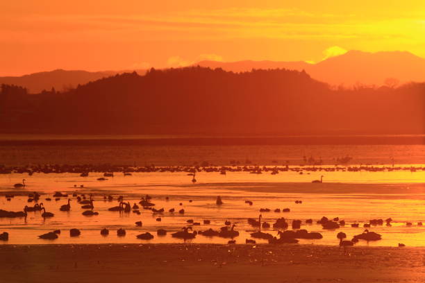 istock winter swamp landscape 1125191838