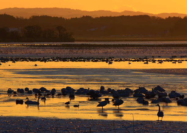 istock winter swamp landscape 1125193395