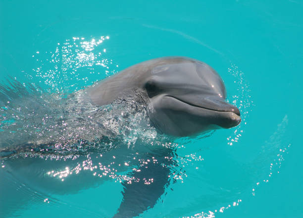 istock Bottle-nose dolphin swimming face close-up 1125193541