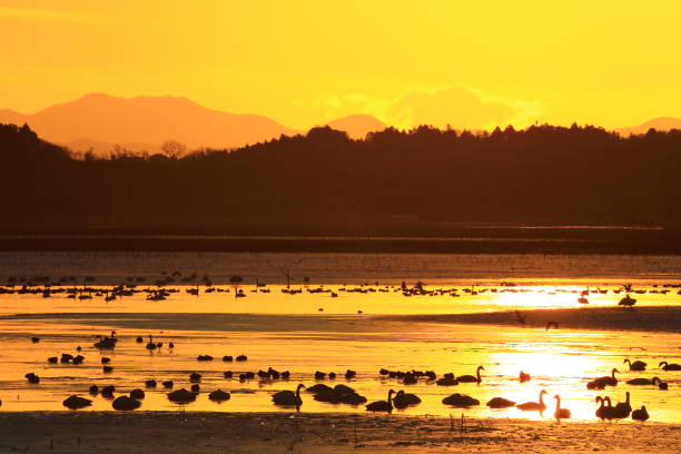 istock winter swamp landscape 1125196280