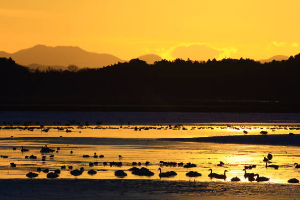 istock winter swamp landscape 1125196762