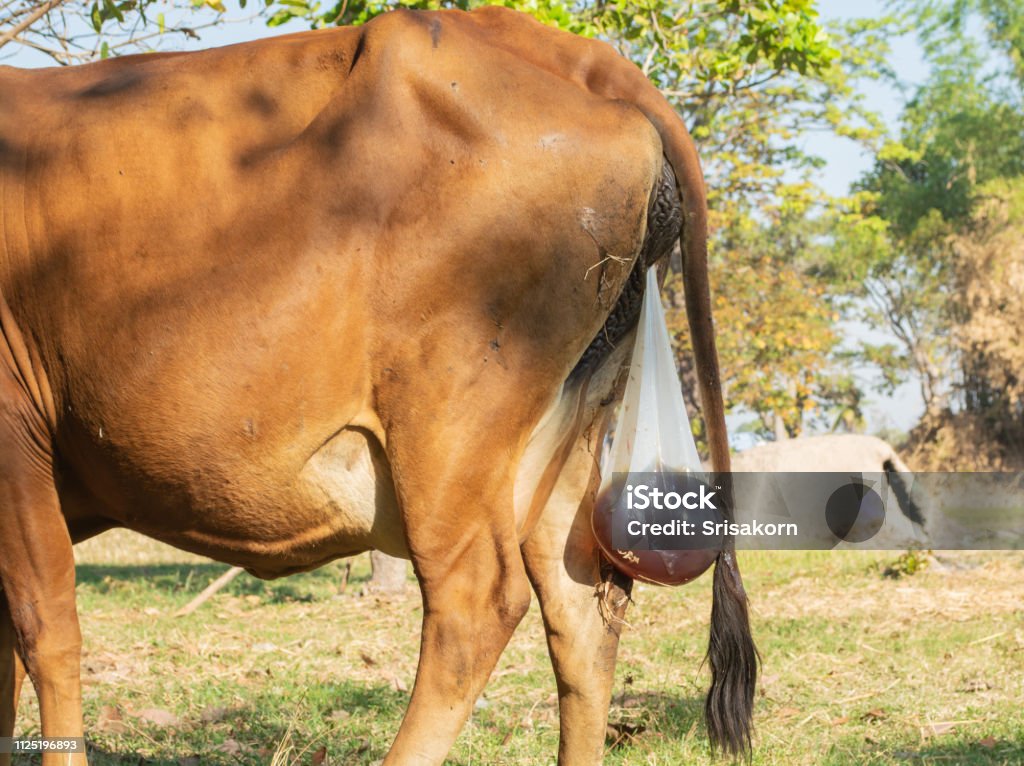Cows Are Giving Birth On The Ground And Pain And Nature Stock Photo - Download Image Now - iStock Cows Are Giving Birth On The Ground And Pain And Nature Stock Photo - Download Image Now - iStock