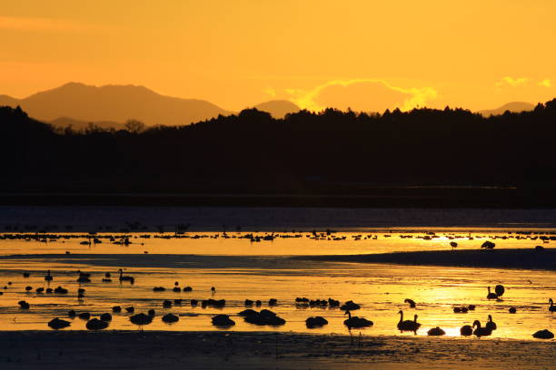 istock winter swamp landscape 1125198273