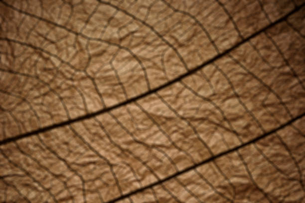Extreme close-up of blurred leaf vein skeleton on wrinkled brown Washi paper background