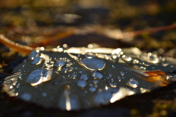 Water droplets on leaves