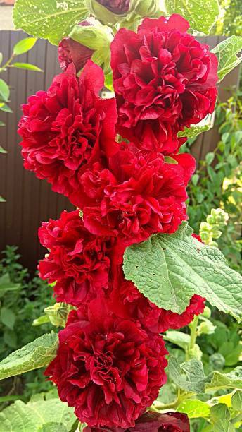 Red Hollyhock Double Puff with big green leaves. Red Hollyhock with green three-lobed leaves.
The hollyhock variety, that blooms a double puffy red bloom. double flower stock pictures, royalty-free photos & images