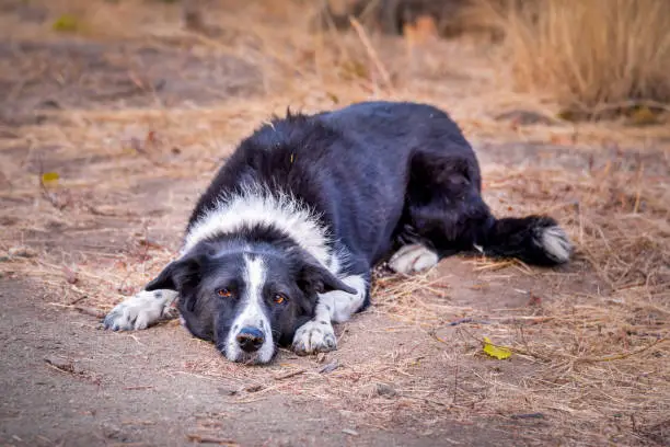 Close-up portrait of playful border collie lying on ground outside and looking at camera, waiting for person to throw stick and play fetch