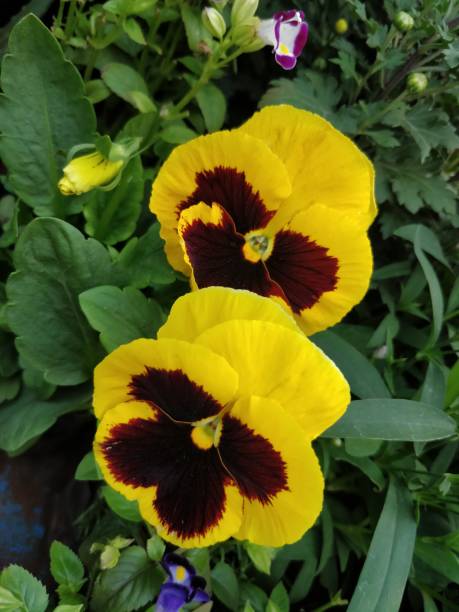 istock Yellow pansy flowers blooming in park 1125207474