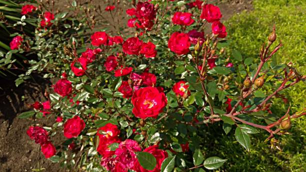istock Rose shrub with pink roses, rose buds & glossy leaves. 1125209177