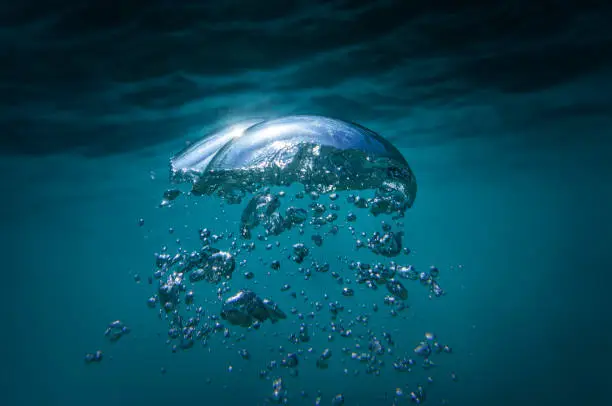 Photo of Bubble Jellyfish