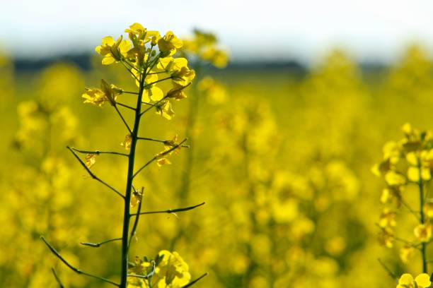 istock Canola stalk in flowering canola field 1125213928