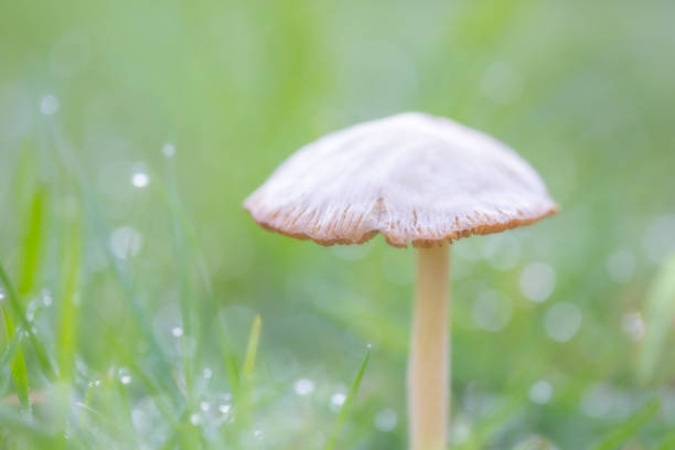 Mushroom Shallow Depth of Field with water drops and grass