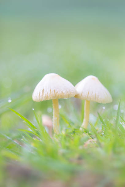 istock Mushrooms Shallow Depth of Field with water drops and grass 1125217564