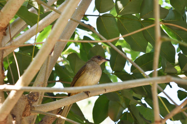 istock Bird on tree with natural green background 1125219255