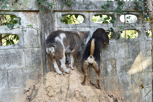 Two dogs climbing the anthill to look out through the view of the concrete wall