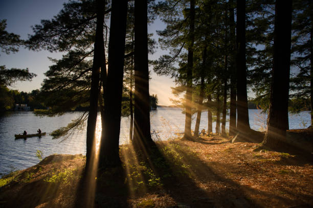 rayo de sol filtrado a través de los árboles - wood chair outdoors rural scene fotografías e imágenes de stock