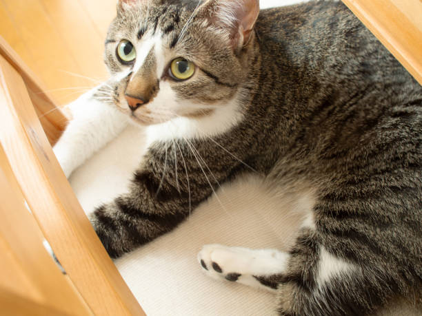 istock Cat on diniing chair 1125219750