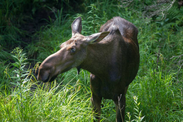 A female Moose (Alces) eating grass A female Moose (Alces) eating grass in Algonquin Provincial Park, Ontario Canada. The moose is the largest living member of the deer family. cow moose stock pictures, royalty-free photos & images