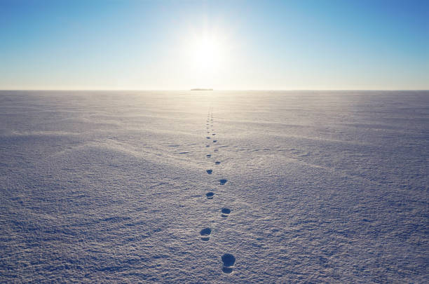 impronte fresche sul campo di neve - snow loneliness tree remote foto e immagini stock