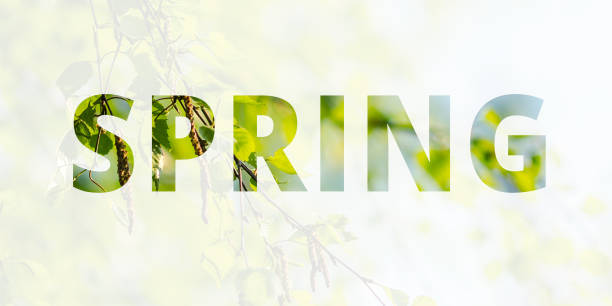 Spring background, banner. The inscription Spring on the background of a blossoming birch tree. Multiple exposure, double exposure.