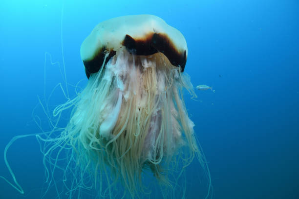 Lions mane jellyfish, Mooloolaba, Queensland, Australia stock photo
