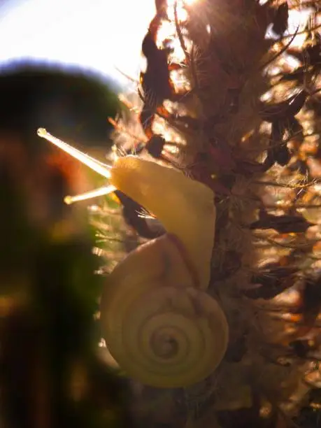 Photo of snail on top of plant taken at Golden hour