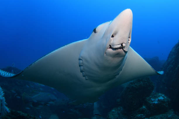 istock Spotted Eagle Ray, Rainbow Beach, Queensland, Australia 1125233224
