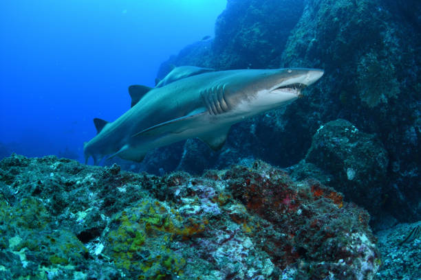 tubarão-enfermeira cinza, rainbow beach, queensland, austrália - sand tiger shark - fotografias e filmes do acervo
