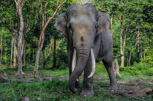 The elephant in the Conservation Response Unit (CRU) of Sarah Deu in Ie Jeureungeh Village, Sampoiniet District, Aceh Jaya Regency, which covers a distance of about 3 hours from the city center of Banda Aceh.