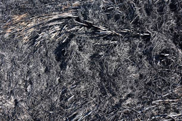 istock black ashes of rice plant on ground 1125237036
