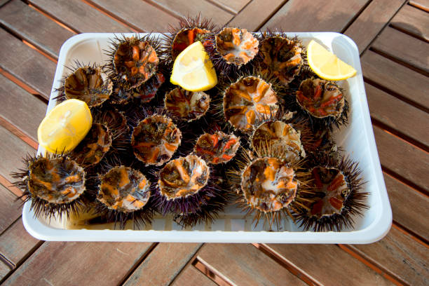 istock Fresh sea urchins ready for eating 1125239048