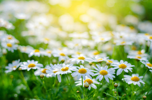 istock white pink flowers in the green grass fields With the sun shining 1125241232