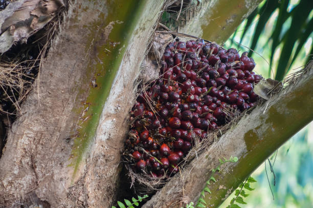 istock Malaysian Palm oil fruit ripen on the tree 1125243934