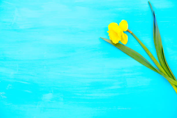 Narcissus Jetfire against a plain colored background.