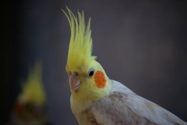 istock Cockatiel Nymphicus hollandicus perched 1125245588