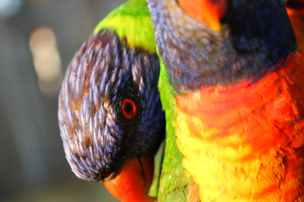 istock rainbow lorikeet love couple pair love 1125246236