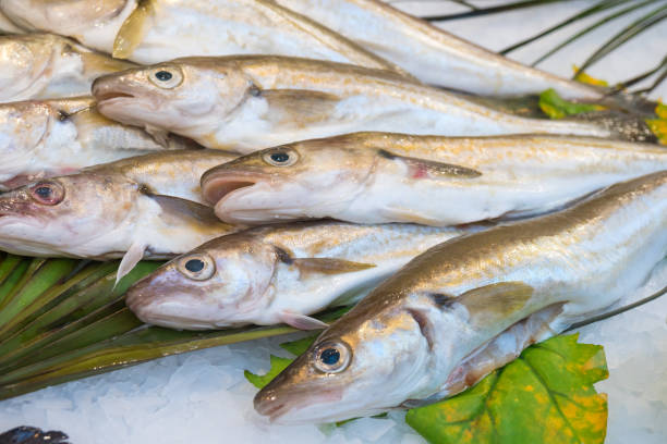 istock Fresh fish on ice in fish market 1125248998