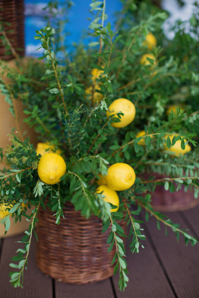 istock lemons and green leaves 1125249216