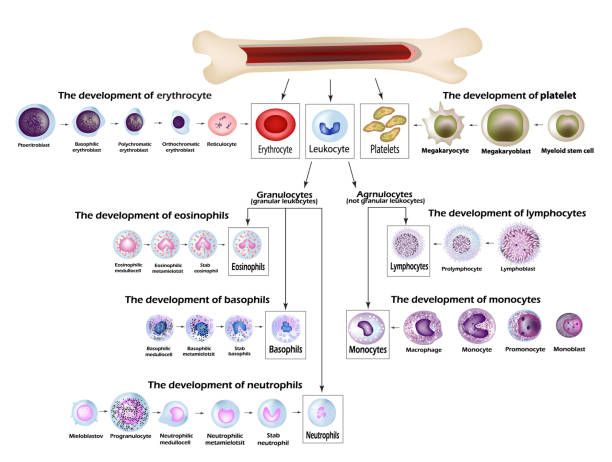 rozwój komórek krwi erytrocytów, czerwone krwinki, leukocyty, eozynofile, limfocyty, neutrofile, bazofile, monocyty, tworzenie płytek krwi. infografiki. ilustracja wektorowa - wbc stock illustrations