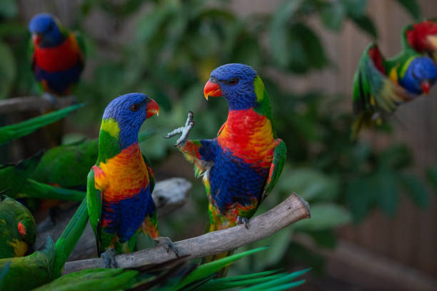 istock rainbow lorikeet battle fight argue 1125249535