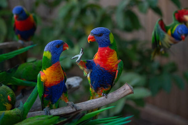 rainbow lorikeet battle fight argue rainbow lorikeet battle fight argue funny shot lory photos stock pictures, royalty-free photos & images
