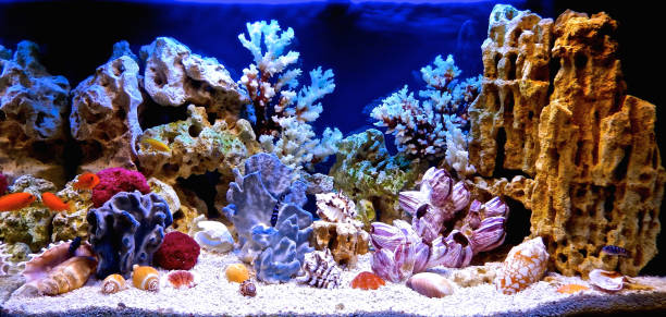 istock Freshwater aquarium decorated in a pseudo-marine style 1125252076