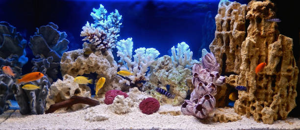 freshwater aquarium decorated in a pseudo-marine style - hobbies freshwater fish underwater panoramic imagens e fotografias de stock
