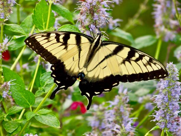 istock A yellow swallowtail explores the flowers. 1125253102