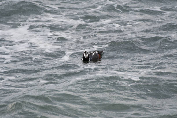 harlequin duck in ibaraki prefecure, japan - harlequin duck duck harlequin water bird imagens e fotografias de stock