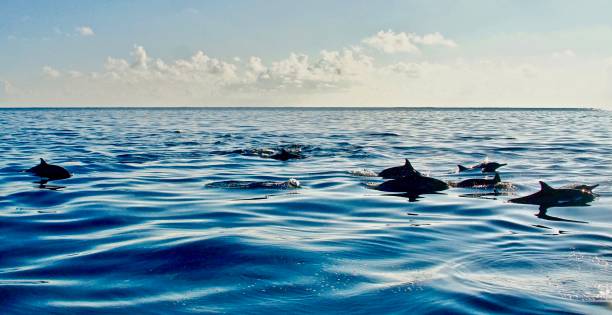 istock A group of dolphins play. 1125253708