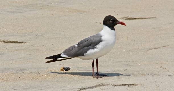 istock A sea gull stands in the sand. 1125254386