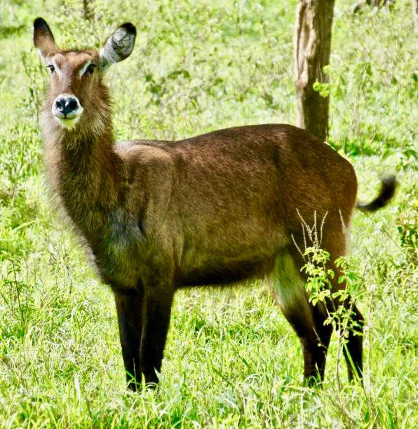 istock A waterbuck stands. 1125254420