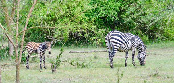 istock A mother zebra grazes while her baby watches. 1125254424
