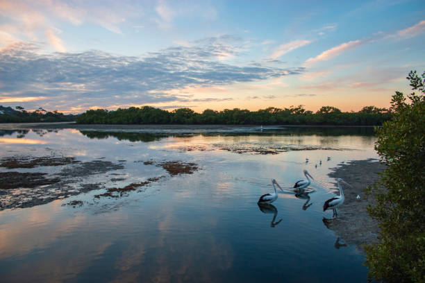 istock The Australian Pelican mangrove river sunset sky 1125254739